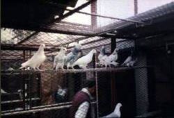 Pigeons-in-cages.jpg