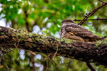 Whippoorwill, psychopomp.jpg